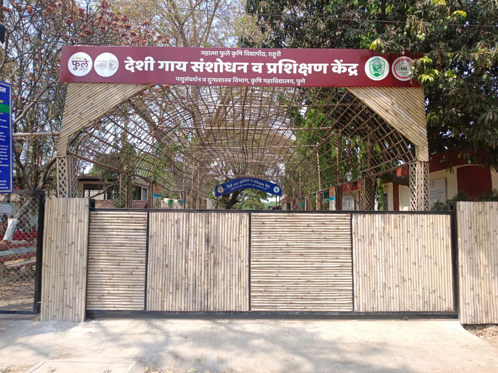 Indigenous Cow Farming